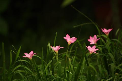 Goa Flowers - Download Goa Photos